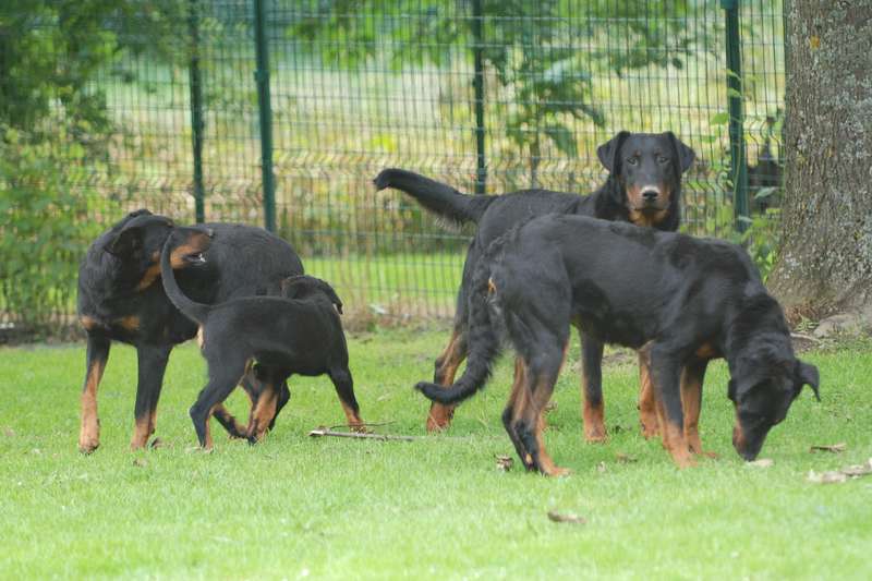 Beauceron Du Fond Des Camps Photos Berger De Beauce Education